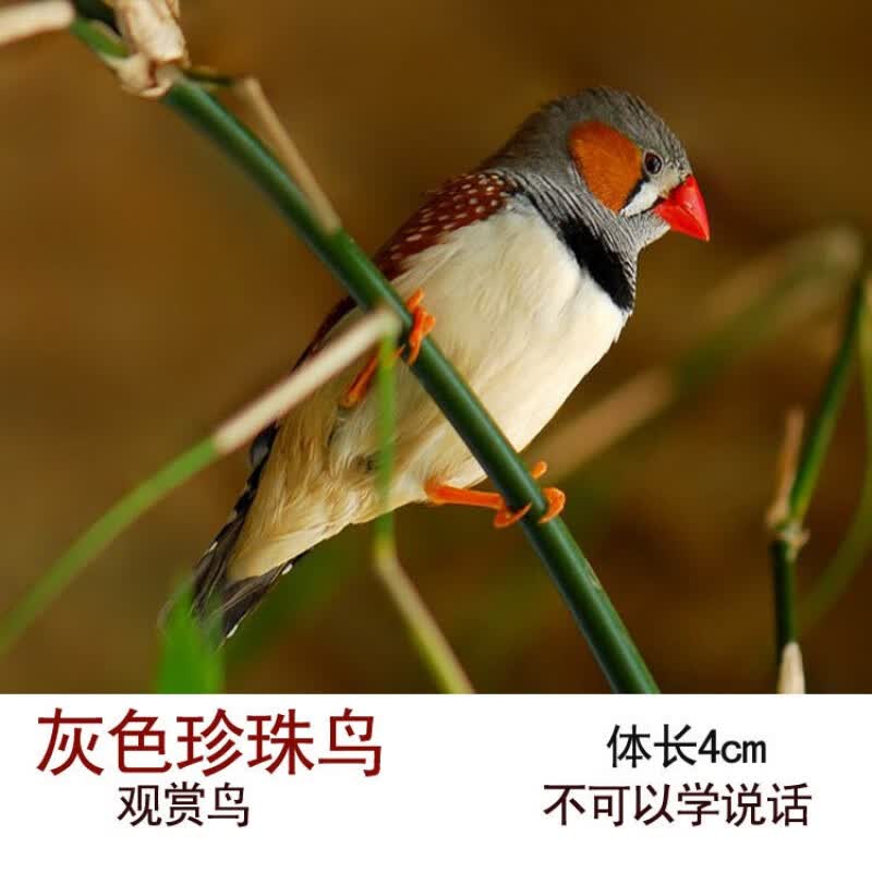 灰珍珠一只【带鸟粮】 可选公母