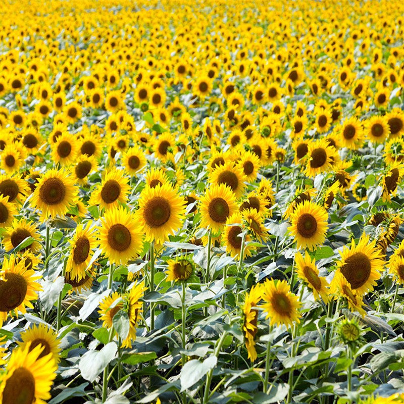 查询花草林木种子价格最低|花草林木种子价格比较