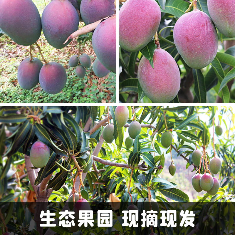 译优农四川攀枝花凯特芒特大芒果 新鲜水果当季青皮超甜芒果 源头直发 9斤果王 单果1.2斤起 【当天现摘速发】