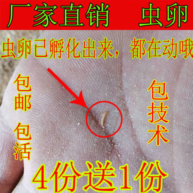 荣郁黄粉虫卵面包虫虫卵种虫卵,种虫,面包虫虫卵【】包技术 面包虫卵