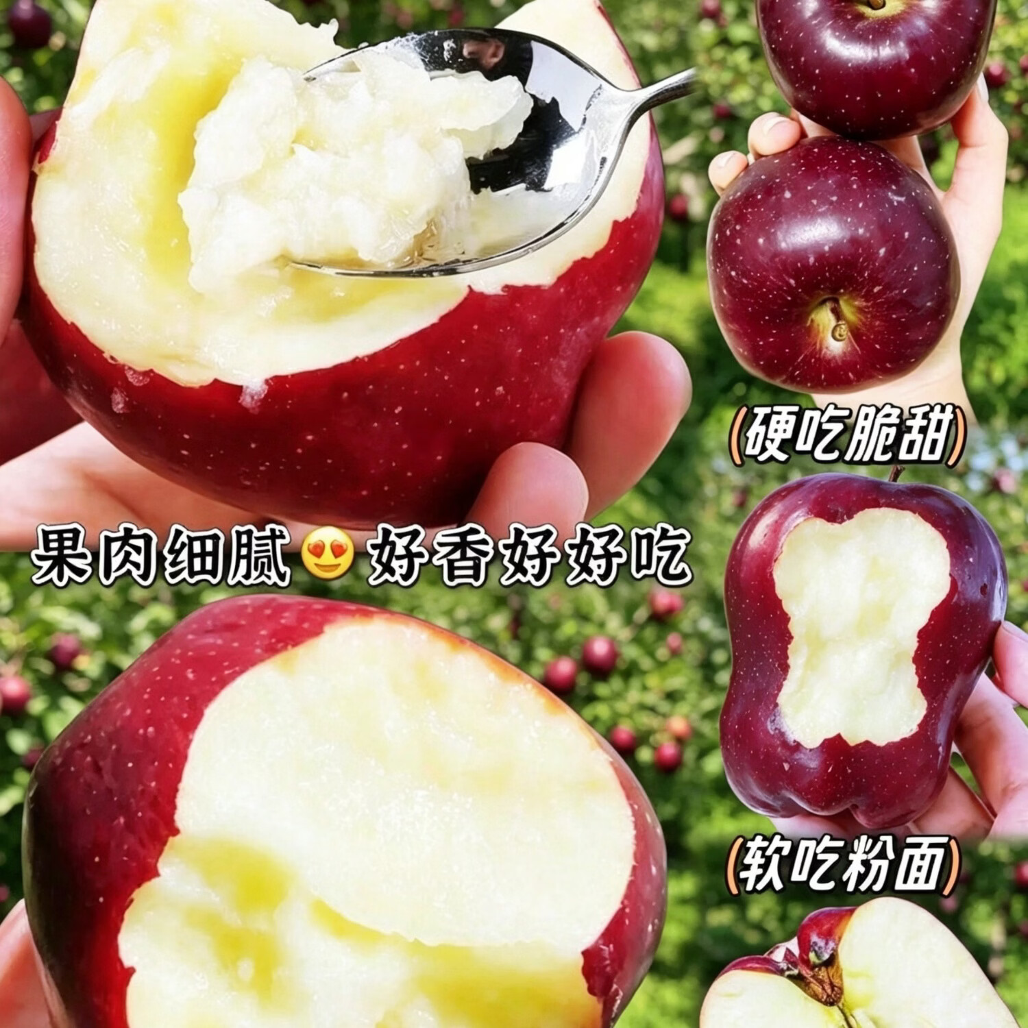 甘肃天水花牛苹果粉面苹果脆甜老人宝宝辅食整箱包邮 12颗精美礼盒装,送礼优选(精选果王)