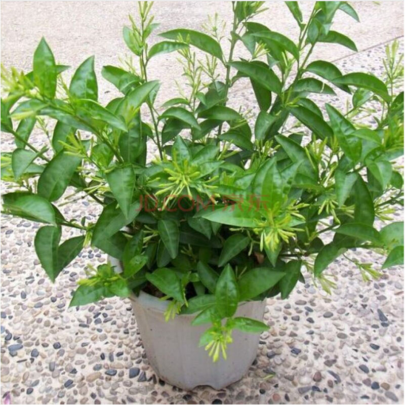 室内盆栽 夜来香花苗 夜香树盆景 盆栽花卉 驱蚊虫当年开花 5年苗