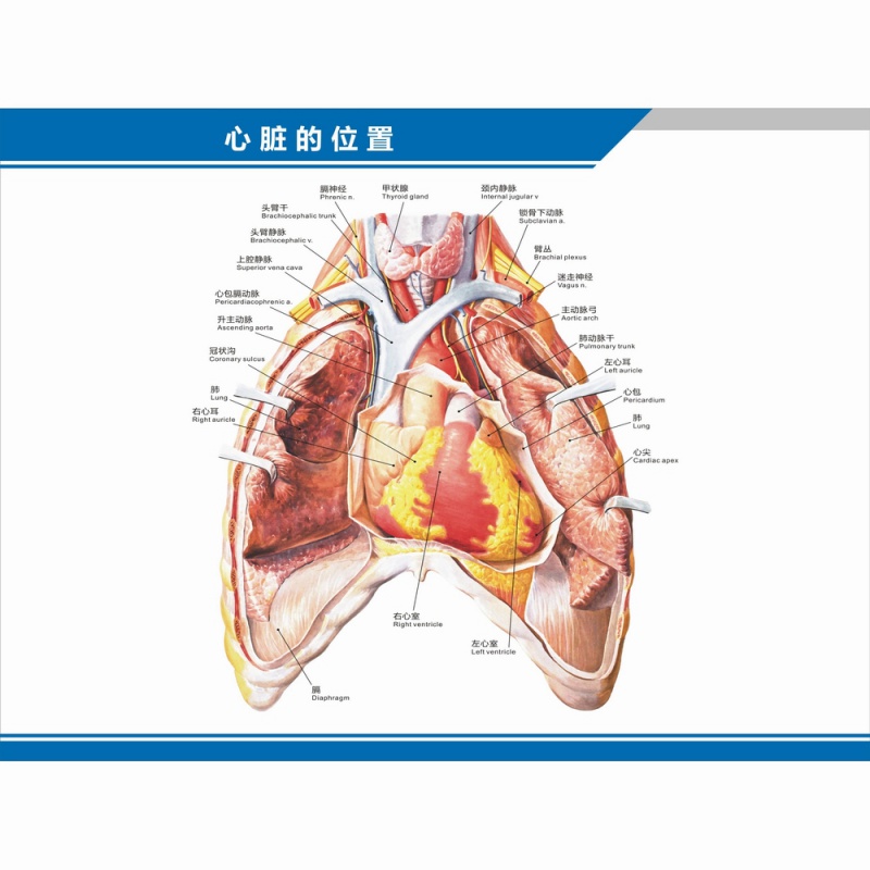 优先 心脏的位置(横版) 32寸(60x80厘米)  防水防晒背胶(背面有胶