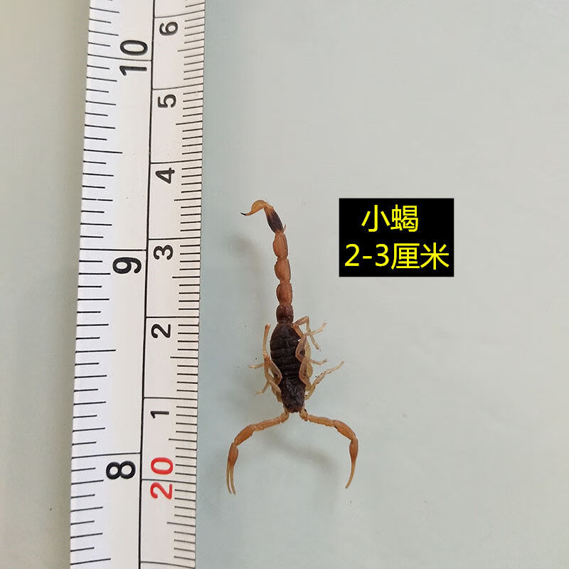 【沂蒙全蝎】食用活蝎子宠物泡酒蝎子活体超大毒山蝎王东亚钳蝎苗内廷