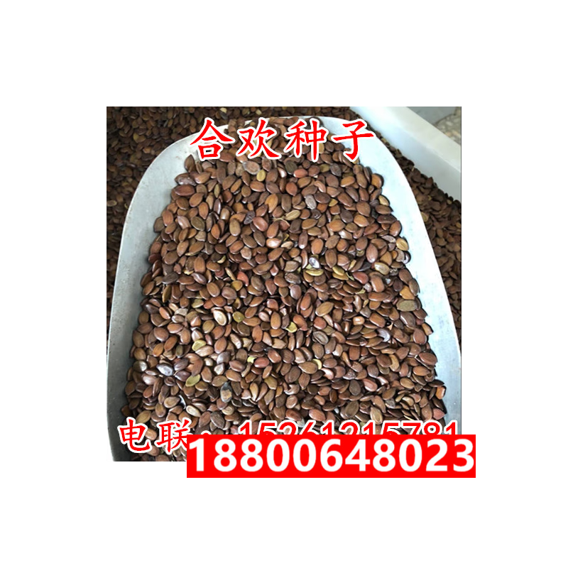 花幽谷新采红花合欢种子 合欢种子 银合欢种子 金合欢种子 绒花树种子