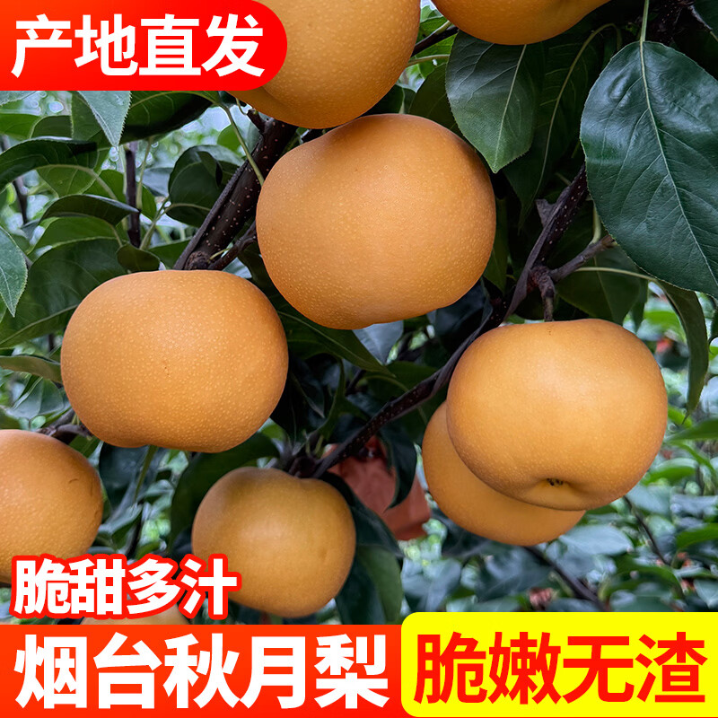 升阳农场烟台秋月梨正宗产地现摘新鲜脆甜爆汁当季应季水果 单果350g起,净重4.5斤