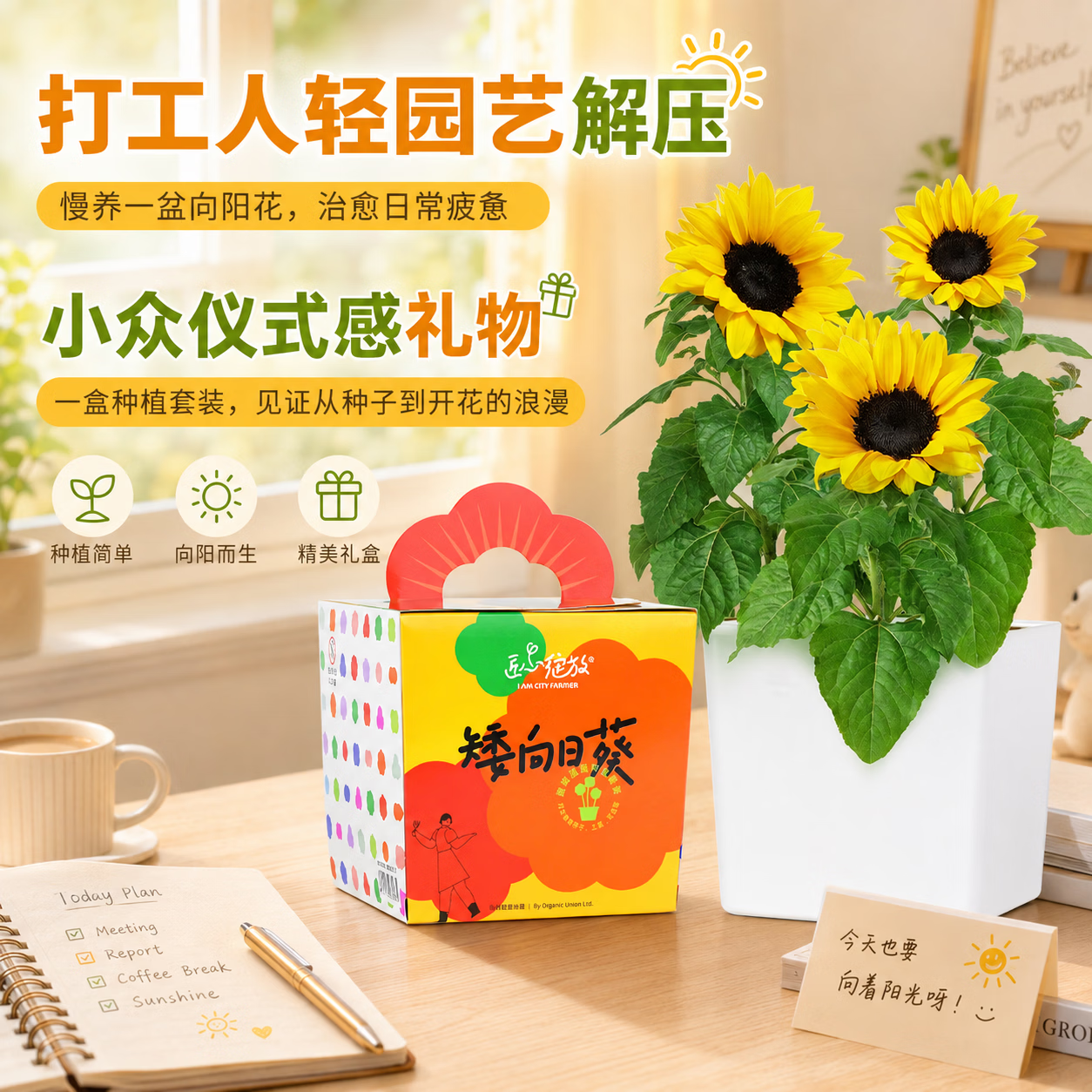IAM City Farmer矮向日葵DIY儿童种植小盆栽种子植物盆栽幼儿园绿植趣味观察 【矮生向日葵】套装 含盆含土含种子