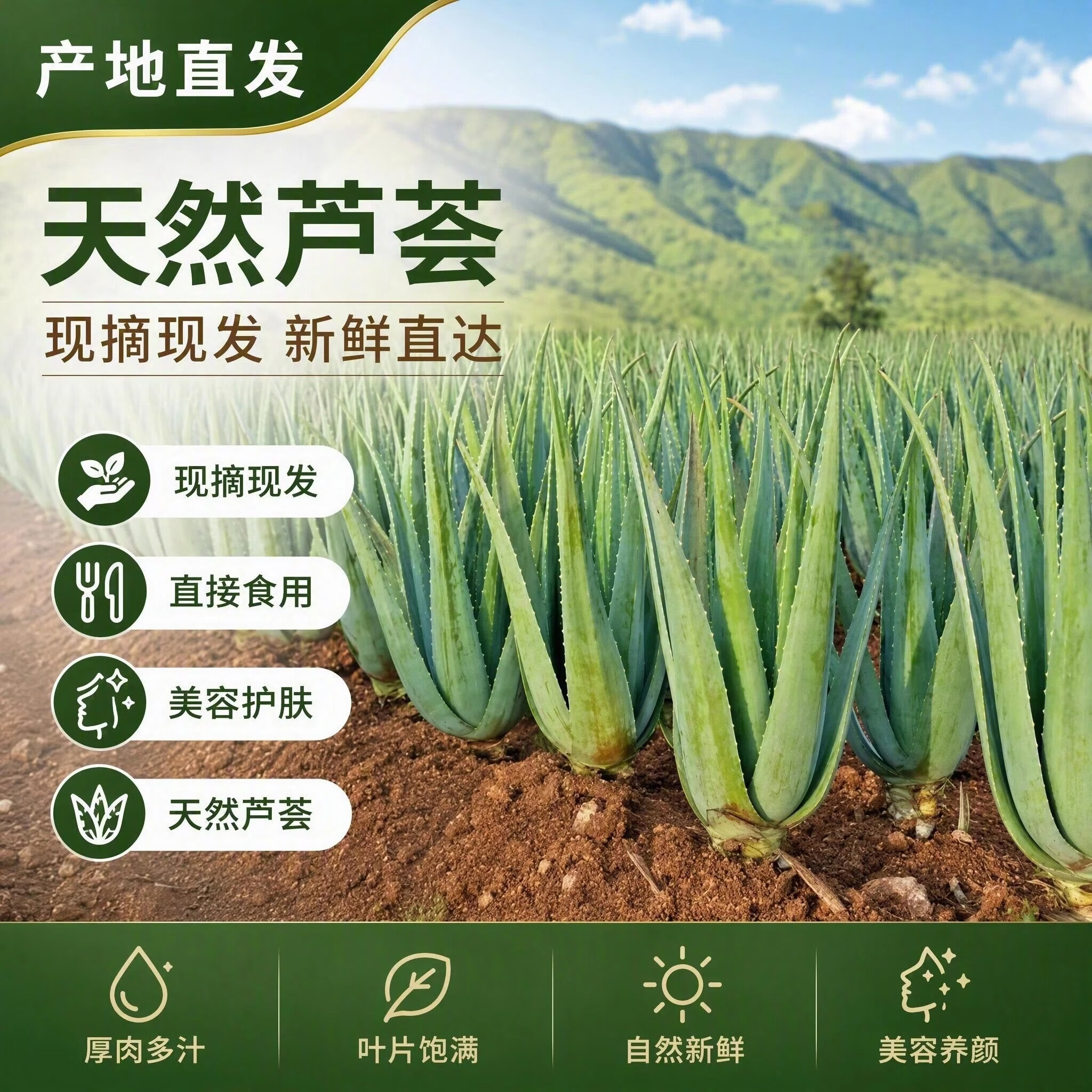半边河【新鲜现摘现发】可食用芦荟叶片鲜嫩可吃新鲜饱满美容养颜 【主推9斤】400克以上量大 京东折扣/优惠券