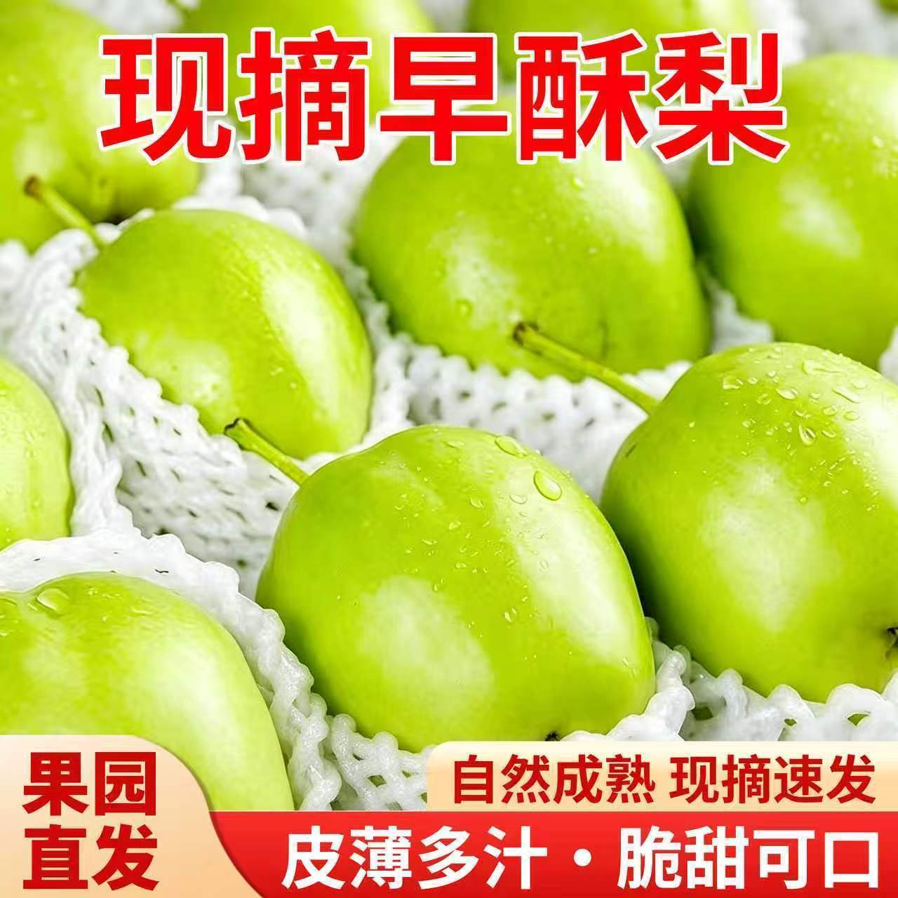 京农超甘肃早酥梨梨子新鲜水果当季脆梨时令整箱生鲜中秋送礼 净重4.5斤 5A头茬果 | 单果200g+