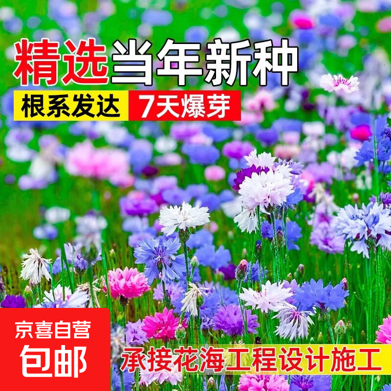 矢车菊花种子四季播种公园景区花海打造野花组合种籽好种易活花籽 混色矢车菊花种子 今年新籽：粒粒精选20-30粒【开花爆盆】