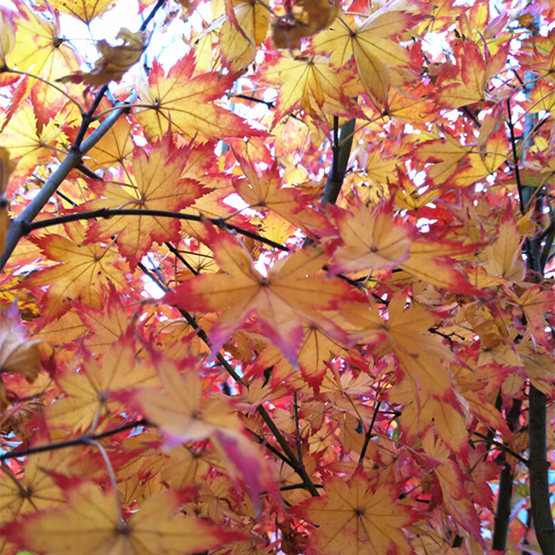 醉春木秋爪红枫树 树形开张 日本红枫 日式庭院主树 室外耐晒枫树 1