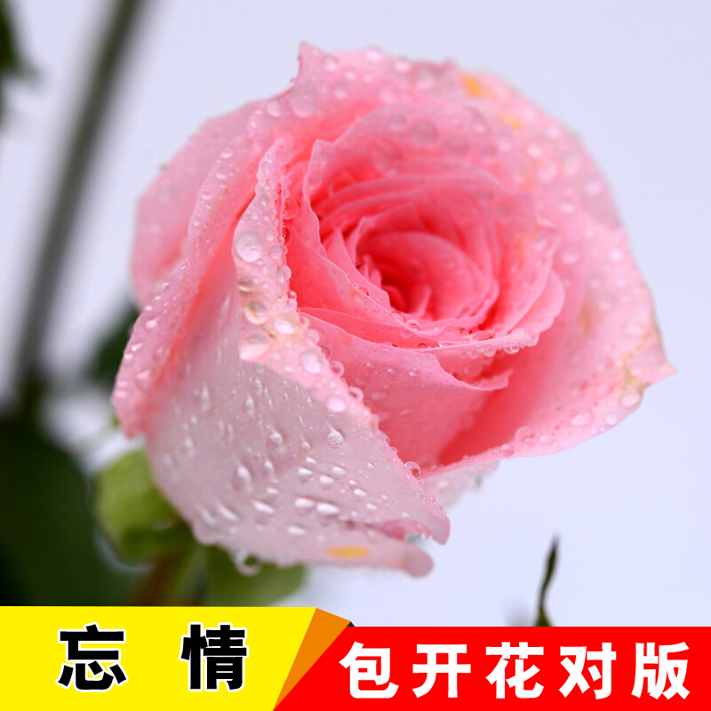 4棵玫瑰花苗盆栽四季阳台爬藤花卉观花植物室内花当年开花 忘情【4棵