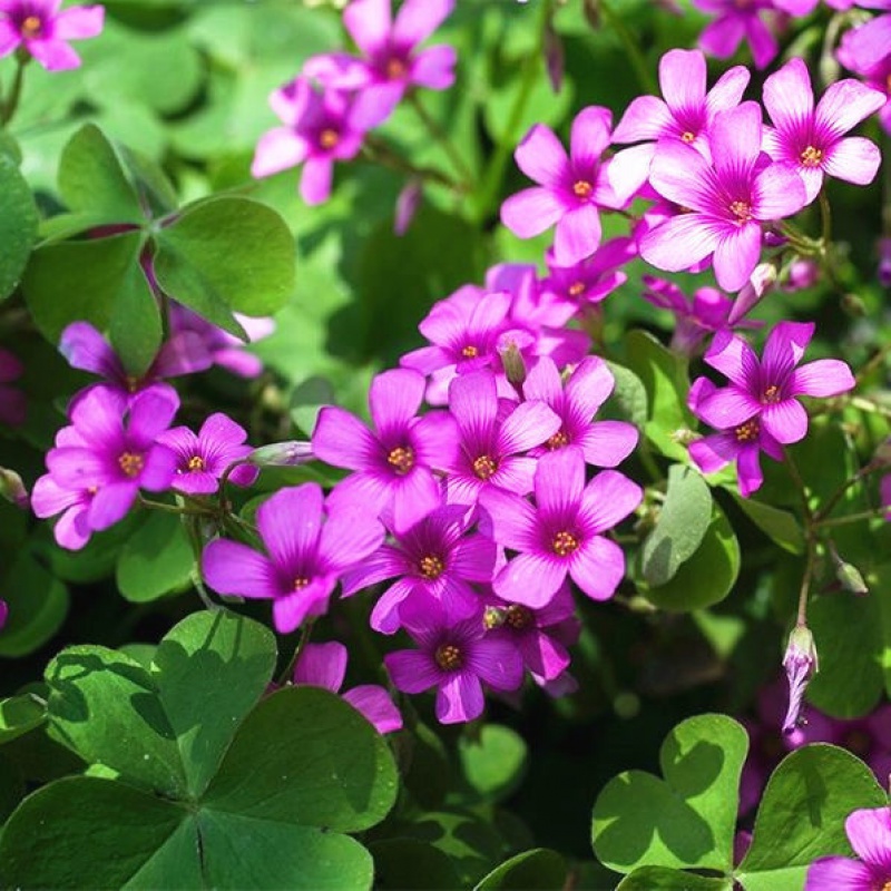 酢浆草 相关京东优惠商品排行榜 2 价格图片品牌优惠券 虎窝购