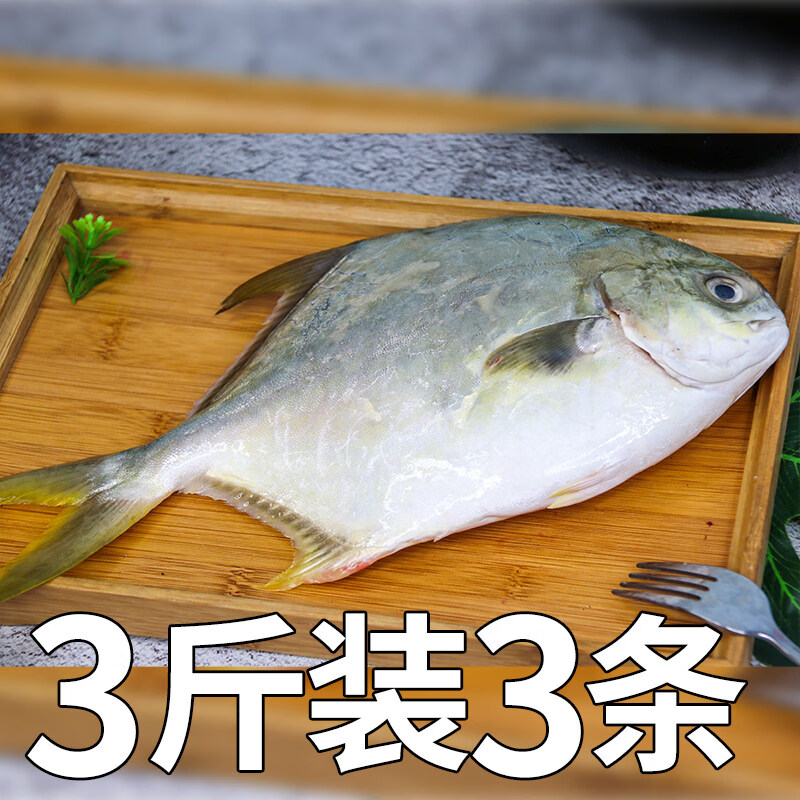 免处理金鲳鱼新鲜冷冻特大金昌鱼海鲳鱼深海鱼平鱼海鱼鲳鱼镜鱼整 500-600g/条(3条装)