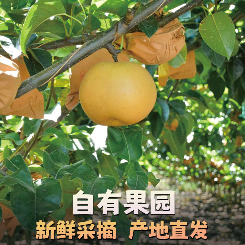 异果恋山东秋月梨 新鲜水果莱阳冰糖梨 当季新鲜水果脆甜现摘梨子 5斤装【大果350g+约5-6个】