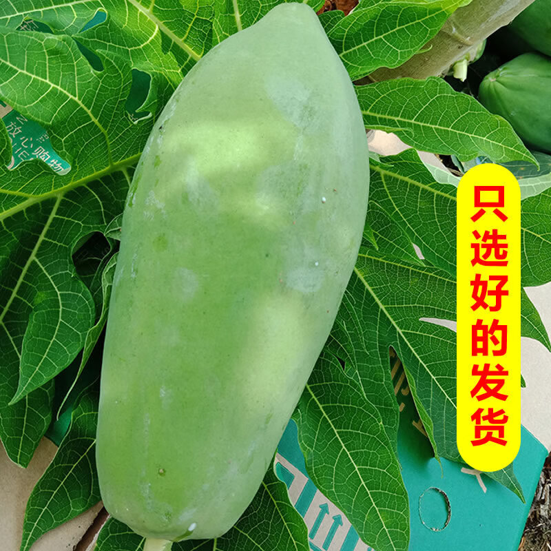正宗青木瓜新鲜现摘产妇下奶煲汤生木瓜菜瓜泰式凉拌沙拉腌酸泡菜 3斤青木瓜经济装【圆通快递】