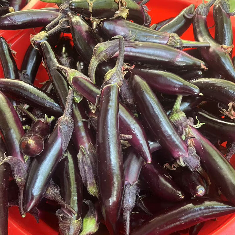 东北水果小紫茄子蒜茄子紫把新鲜蔬菜现摘现发农家自种当季可生吃 蒜茄子专用小茄子 5斤 大约30根左右小