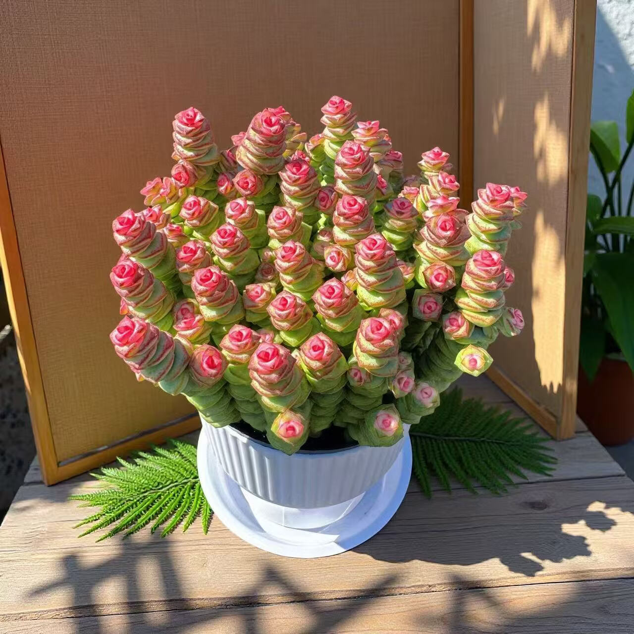 大盆彩钱串群生室内多肉植物50-60个花头新手好养带盆栽好发货 大盆彩钱串 50-60头提拉米陶瓷盆