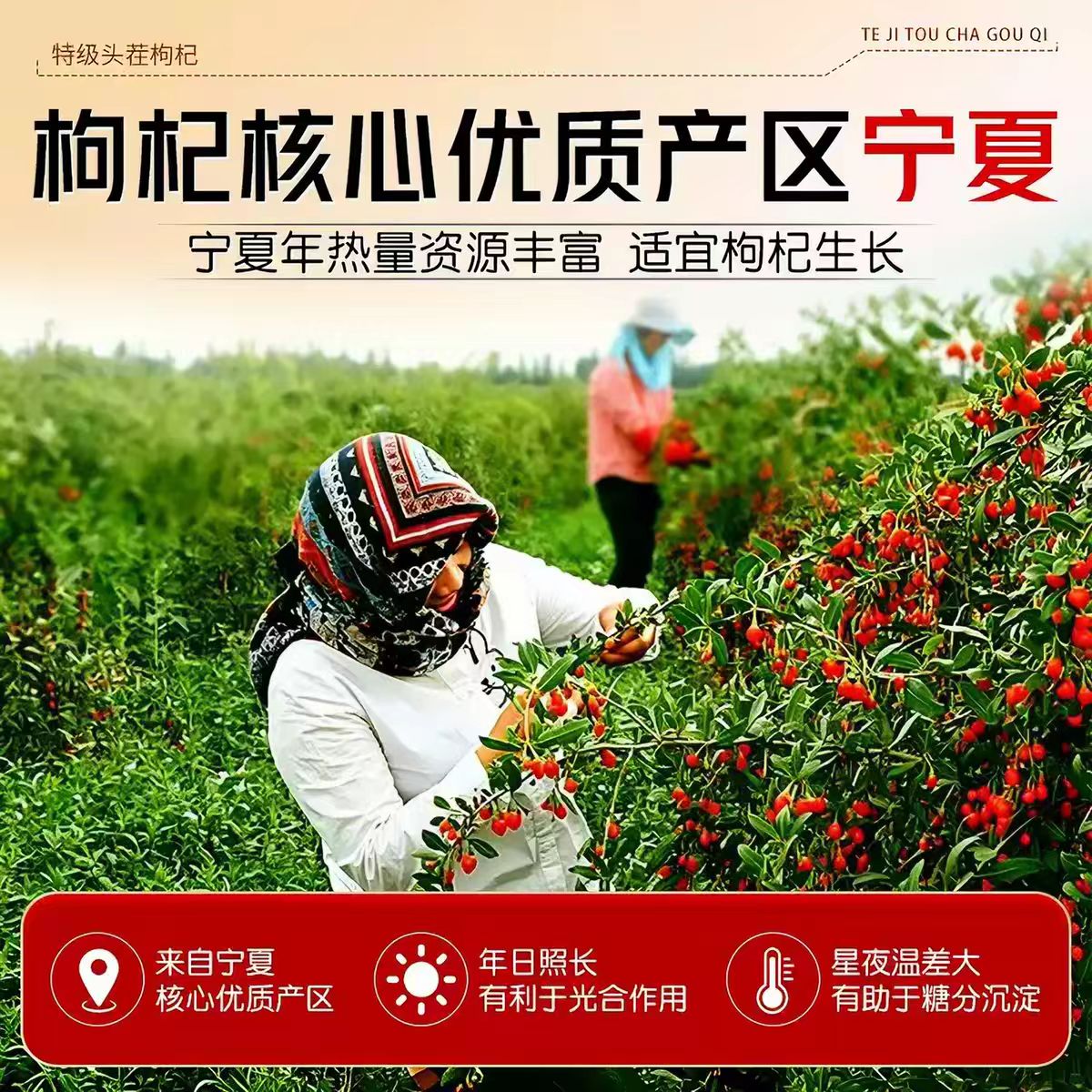 同仁堂胖东来同款特级宁夏红枸杞正宗中宁头茬大颗粒无熏硫新货免洗500g 特级红枸杞500g 250g*2罐
