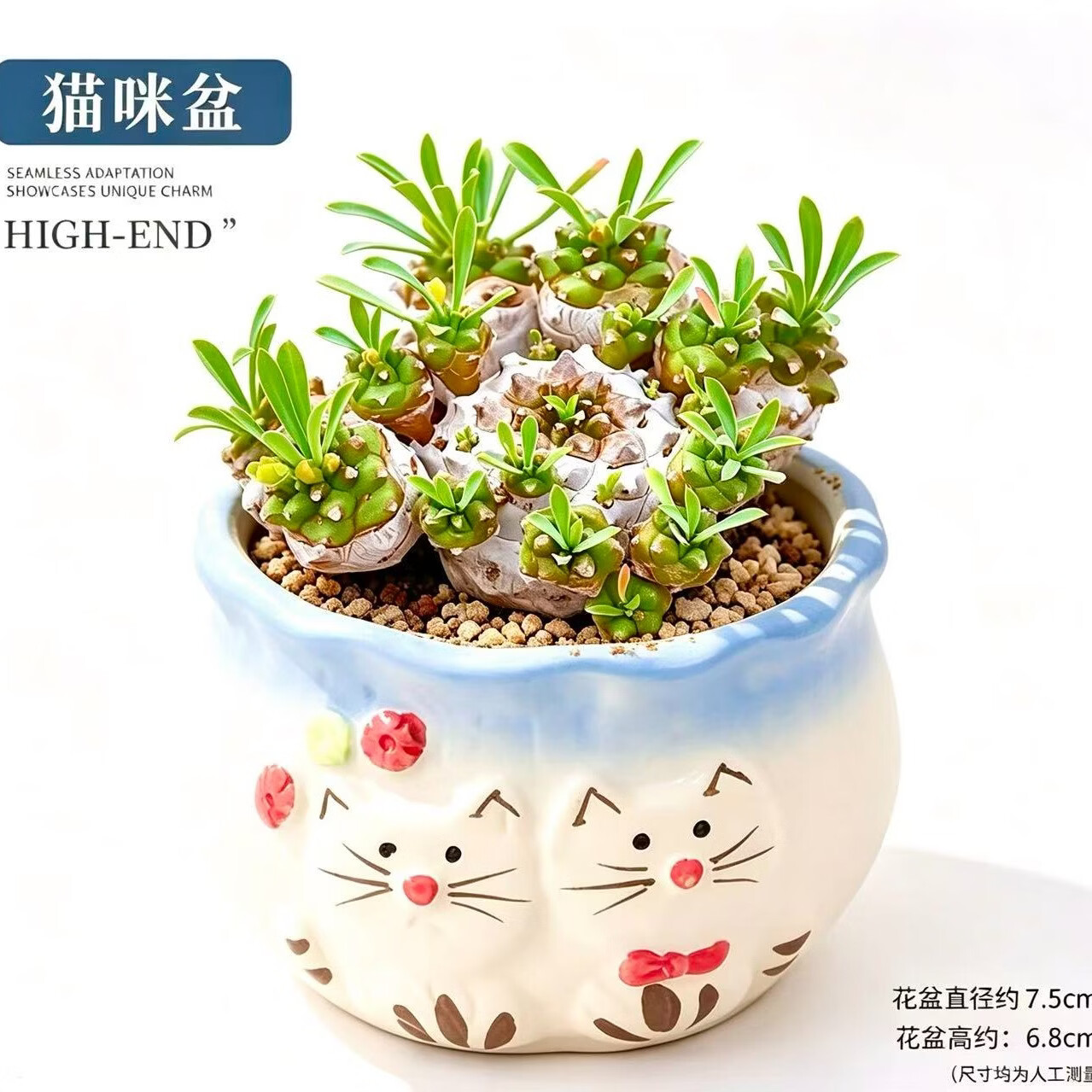 峨眉山群生多头铁甲麒麟多肉新手好养带陶瓷盆栽好发货 峨眉山【6-8头】=塑料盆栽好