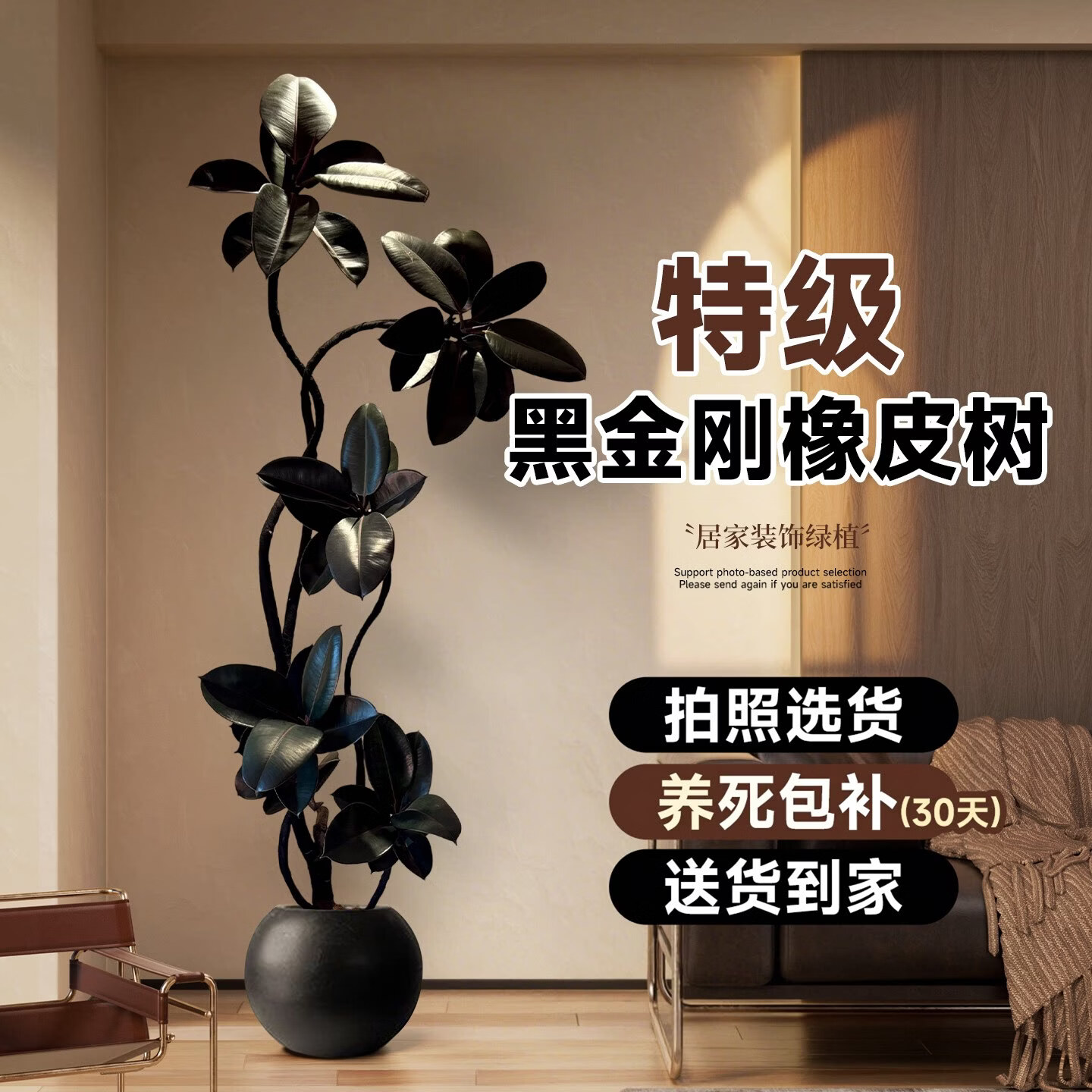 雅致黑金刚橡皮树客厅大盆栽室内大型绿植四季好养阳台办公室高端植物 多飘橡皮树1.75-1.95米【黑色圆球树脂盆】