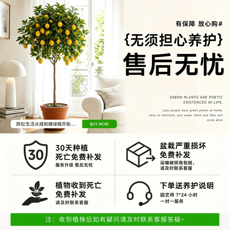 娅莉娜（YELEANA）香水柠檬树盆栽带果客厅绿植大型植物室内阳台禄植四季好养除甲醛 【带果】柠檬树1.6-1.8m聚宝盆