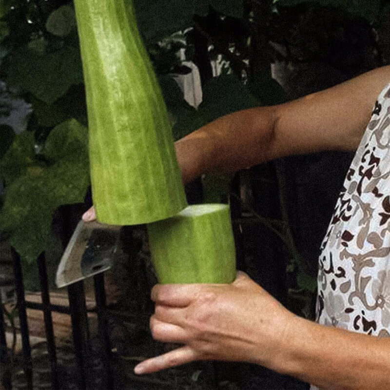 寿禾 砍瓜种子随吃随砍迅速再生菜瓜冬季春季播种菜瓜寿光蔬菜种籽