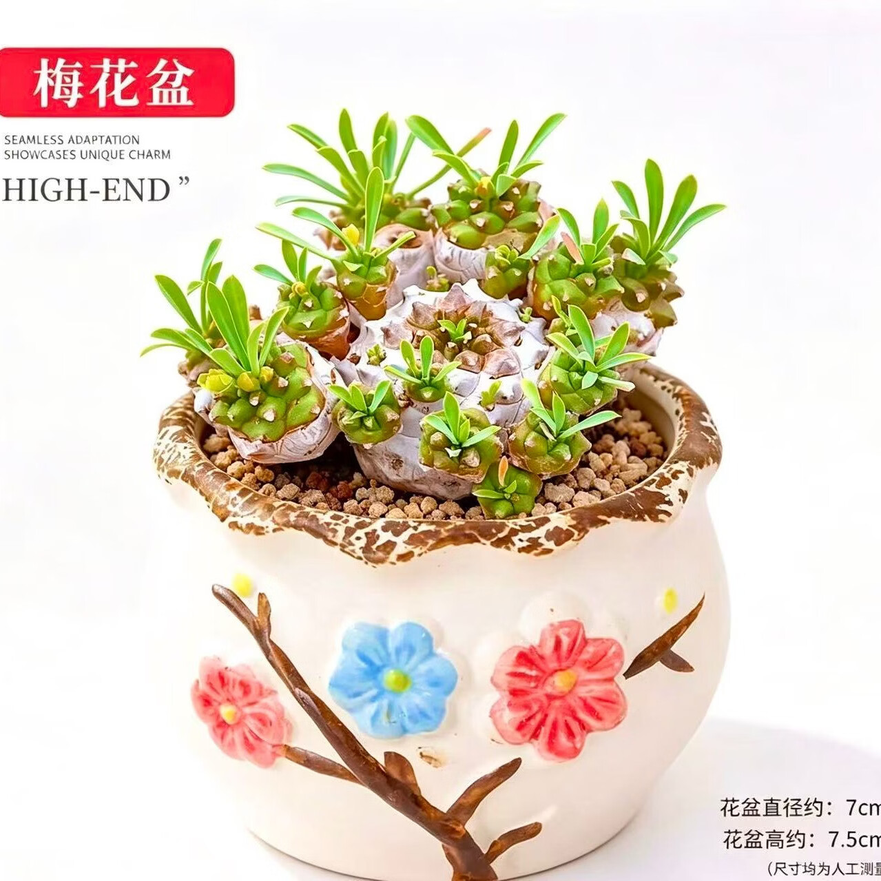 峨眉山群生多头铁甲麒麟多肉新手好养带陶瓷盆栽好发货 峨眉山【6-8头】=塑料盆栽好 京东折扣/优惠券