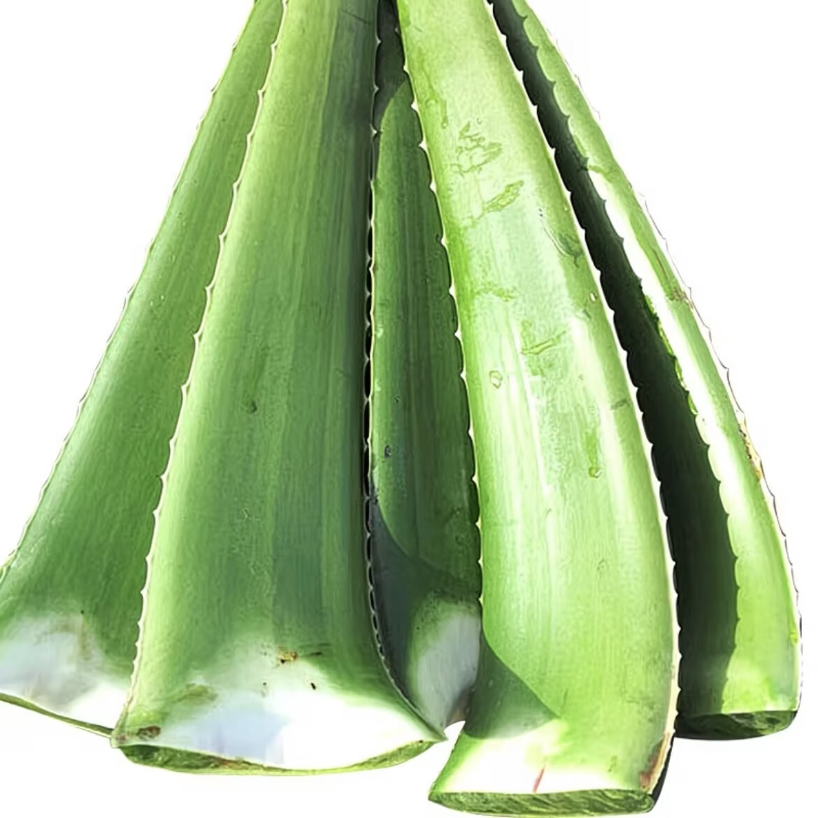 半边河【新鲜现摘现发】可食用芦荟叶片鲜嫩可吃新鲜饱满美容养颜 【主推9斤】400克以上量大