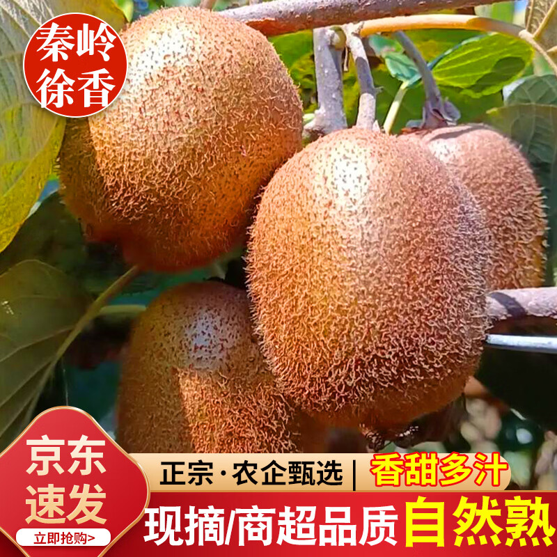 青牛果园陕西徐香猕猴桃 秦岭新鲜水果绿心奇异果儿童孕妇老人软糯多汁 10 斤装【净重 8.5-9 斤】