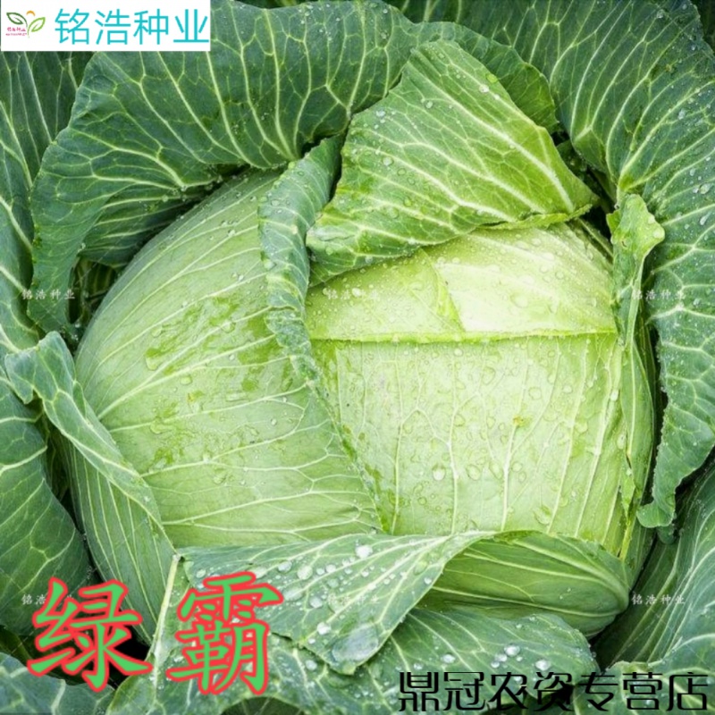 春枝韵绿霸甘蓝种子卷心菜种子包心菜包菜种籽大头菜籽早熟蔬菜种子