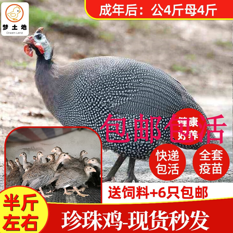 珍珠鸡苗小鸡活体真珠鸡苗肉鸡蛋鸡土鸡会飞活苗脱温苗观 半斤左右