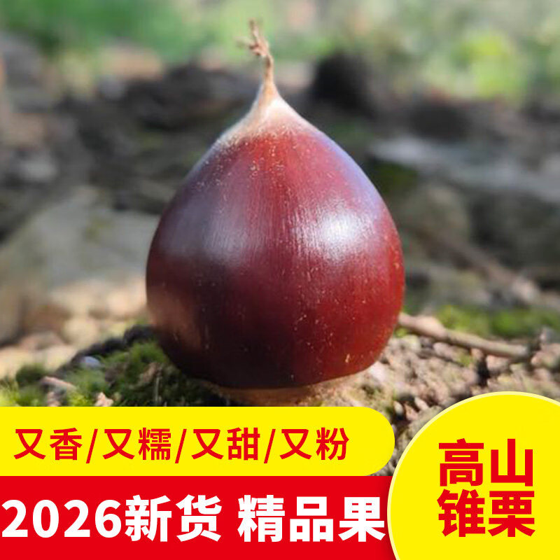 阿谷佬正宗建瓯锥栗高山新鲜现发粉糯香甜福建南平特产农产品 新鲜锥栗 特大果 带开口器 5斤
