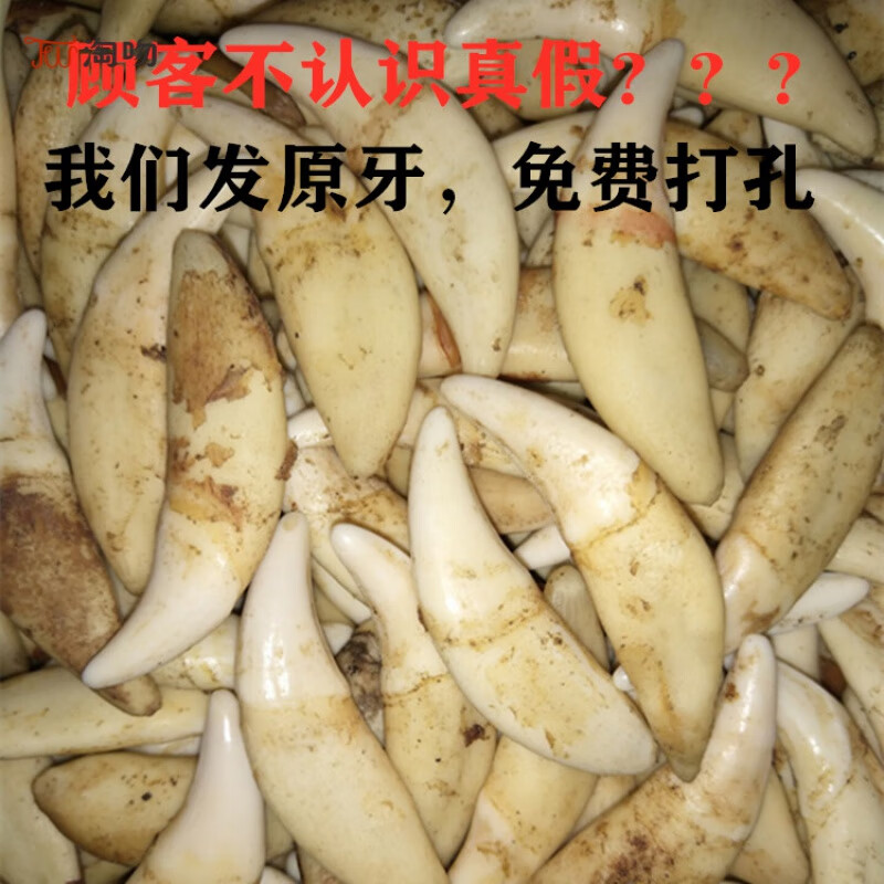 淘吻 現(xiàn)拔藏獒牙齒寶寶黑狗牙項鏈 狼牙吊墜男女情侶狗牙齒飾品 5.2厘米(紅色吊繩)