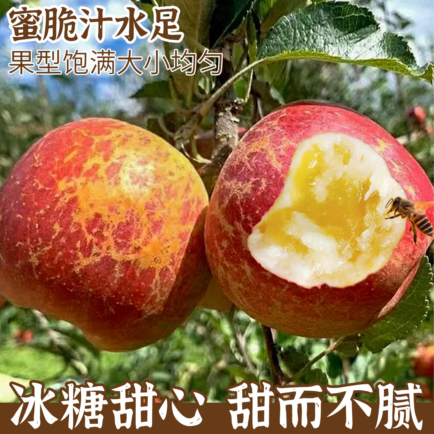 正宗云南昭通冰糖心苹果【多地隔日达】脆甜多汁源头直发送礼首选 5斤【精挑果-70mm起】净重4.5斤