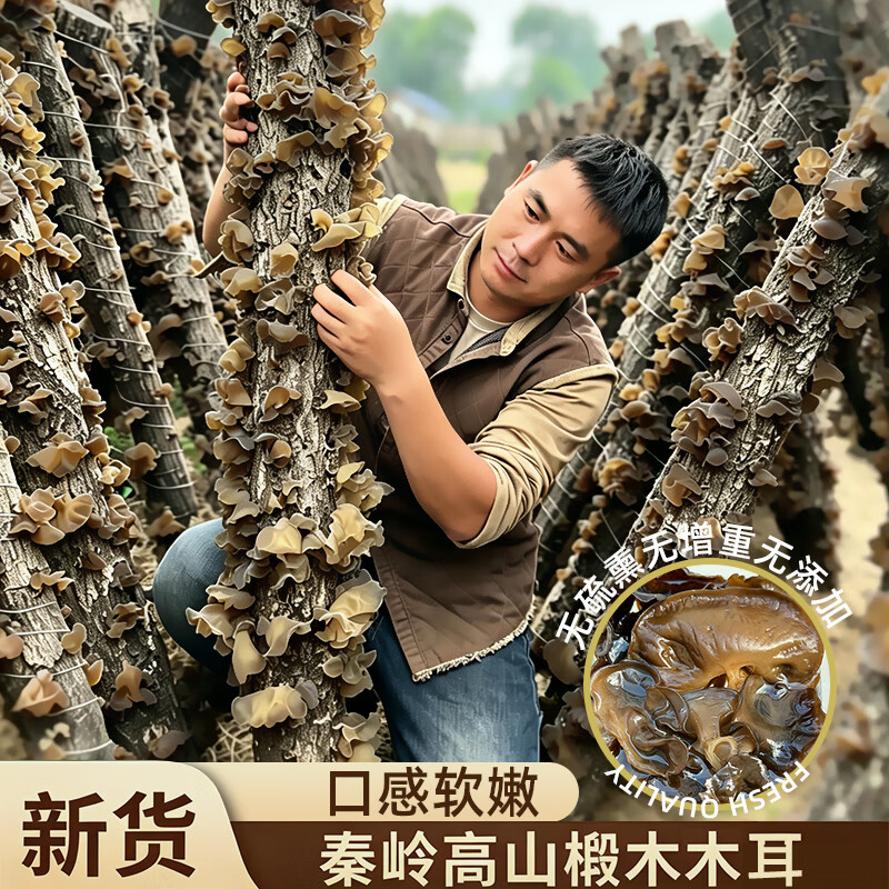 菌裕秦岭黑木耳500g农家干货菌菇无根软嫩凉拌炒菜火锅椴木木耳 椴木 木耳 500g