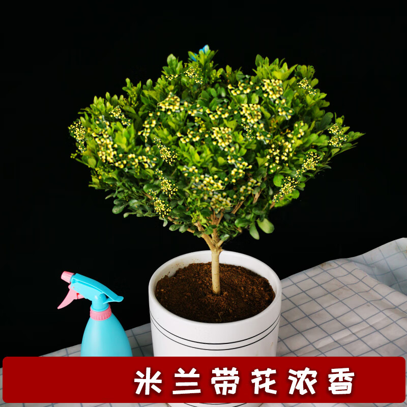 恋品惠：美丽花卉走势及评测|花卉最低价在什么时候