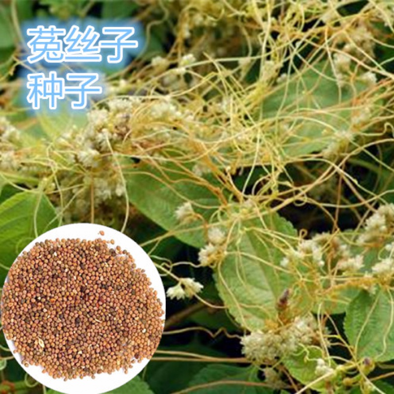 菟丝子种子东北野生中草药植物鸡血藤寄生植物金丝藤种子四季易活