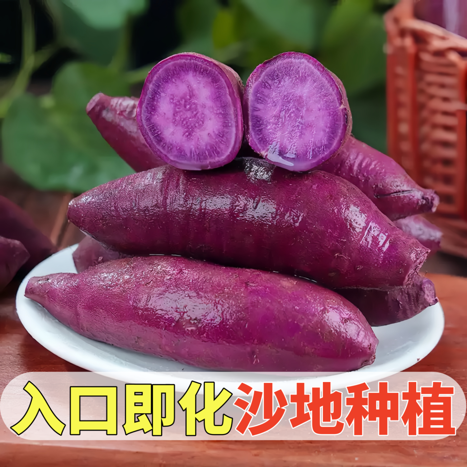 黄六爷正宗沙地紫罗兰紫薯农家自种新鲜番薯软糯香甜宝宝辅食产地直发 精选果5斤(实惠好享) 单果100-250g