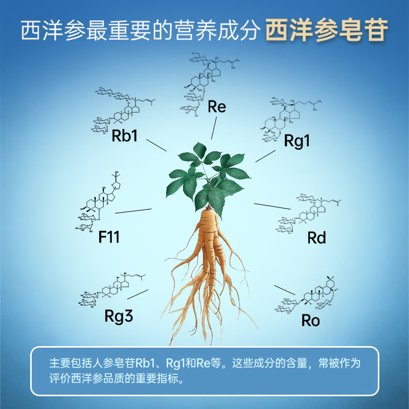 仲景元气西洋参浓缩液皂苷100mg 红参人参花旗参茶滋补【中秋礼盒】 【感受好状态】 10g*10袋