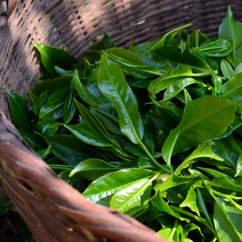 梦龙韵茶叶古树红茶荒山野树原料经典红茶工夫茶当年新茶散茶罐装 古树红茶200克