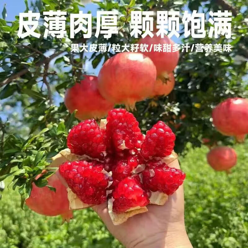 会理突尼斯软籽石榴 新鲜水果生鲜 极速达 中秋礼物 带箱5斤单果300g+