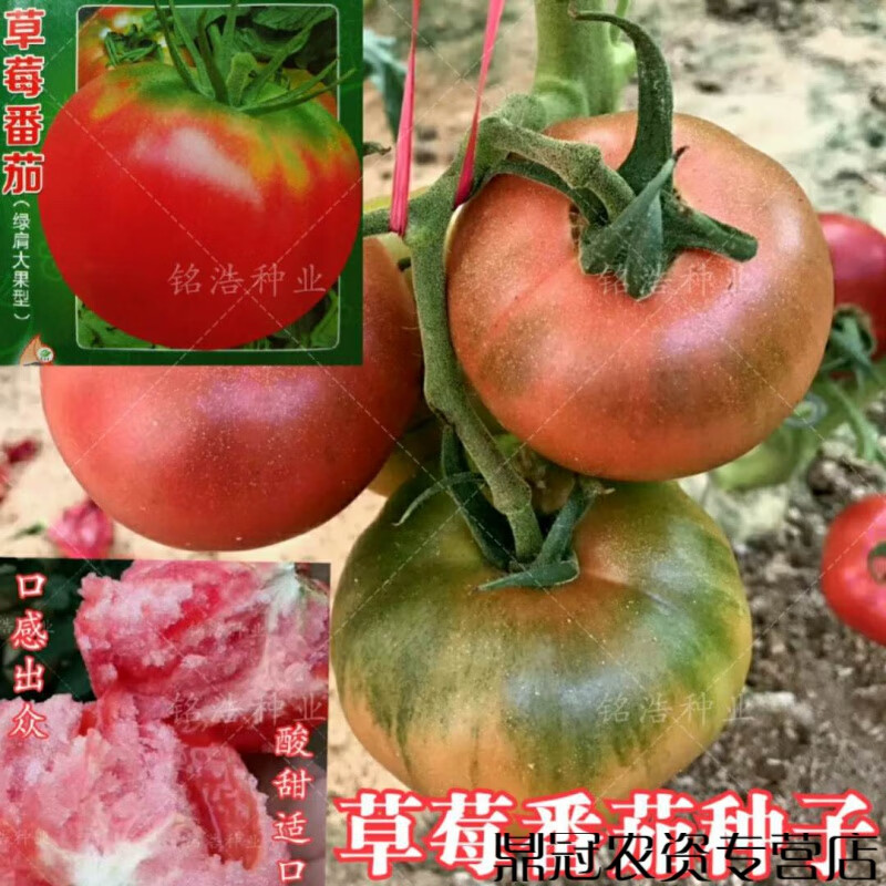 春枝韵东北铁皮柿子种籽大果绿肩草莓番茄种子脆油皮西红柿大棚菜园