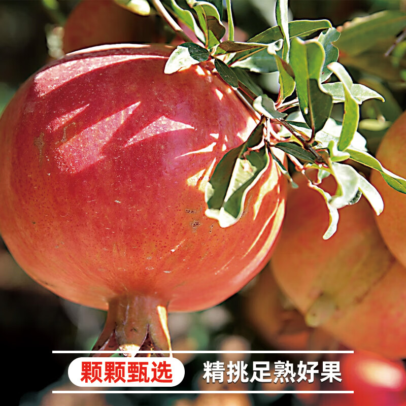 异果恋会理软籽石榴 突尼斯软籽石榴产地直发大凉山新鲜水果甜石榴果王 性价比主推【中果250g+】5斤装（净4.5斤约7-9个） 【彩箱装 I 粒粒饱满】