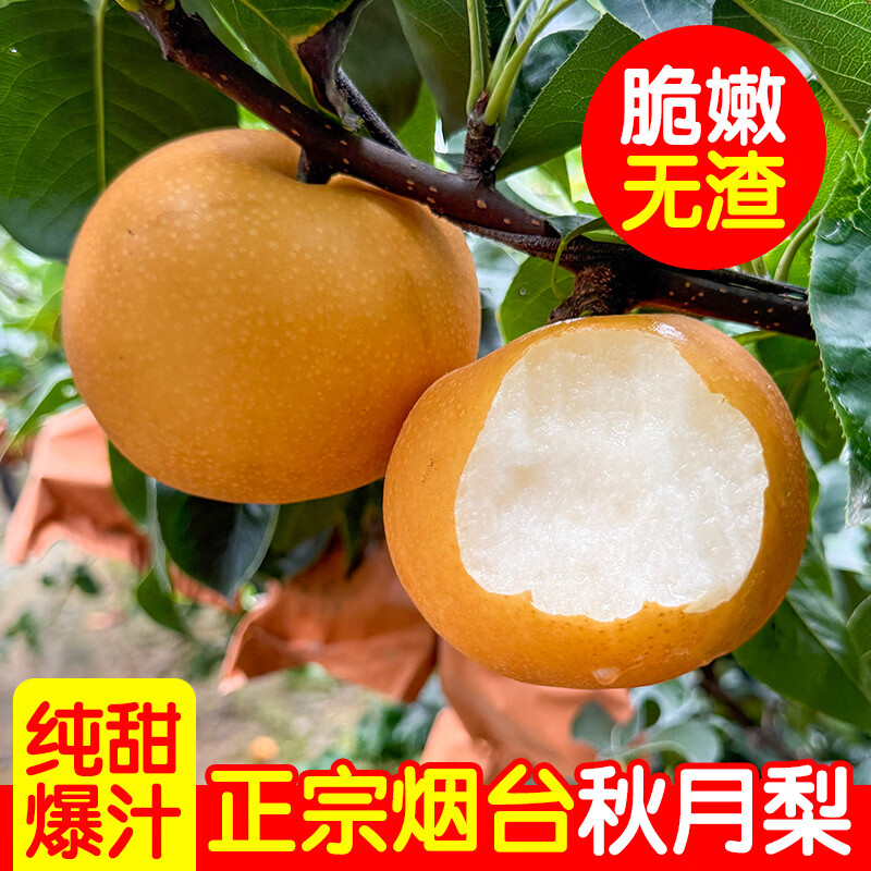 升阳农场烟台秋月梨正宗产地现摘新鲜脆甜爆汁当季应季水果 单果350g起，净重4.5斤