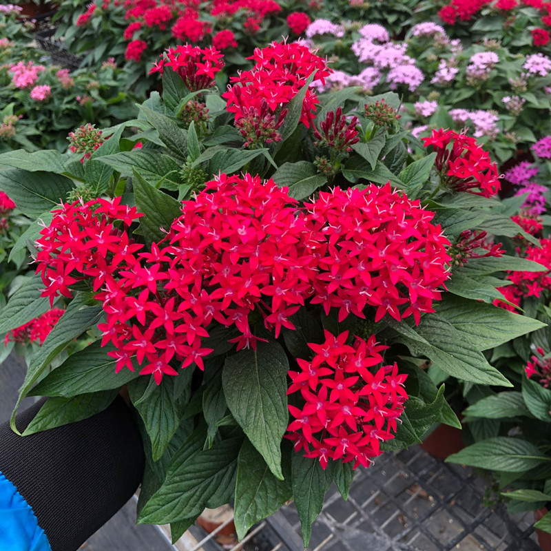 五星花盆栽室外阳台开花不断耐晒繁星绣球五星花露天花园植物花卉