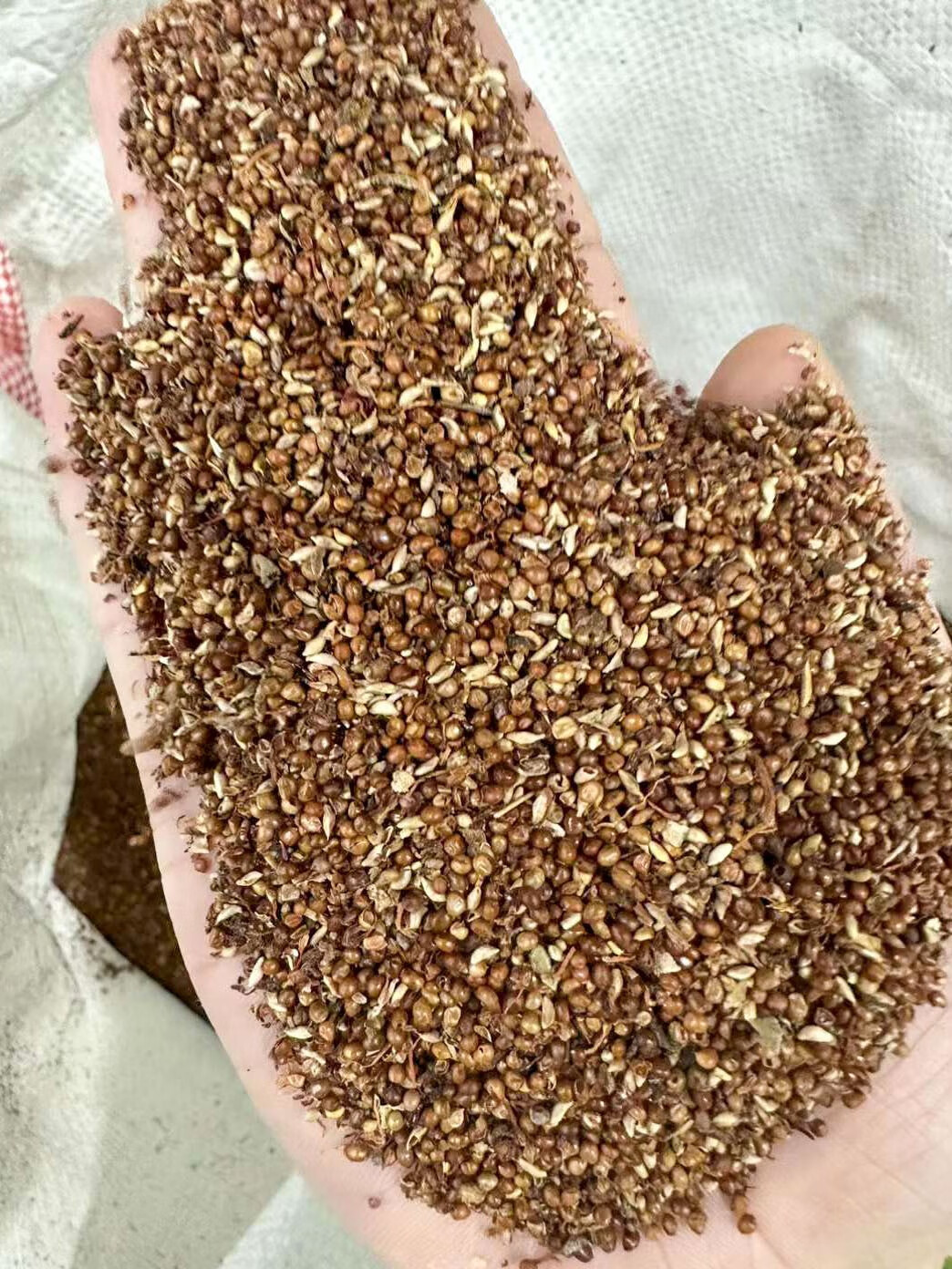 芗苒薜荔种子四季播种用种籽籽 薜荔种子一斤