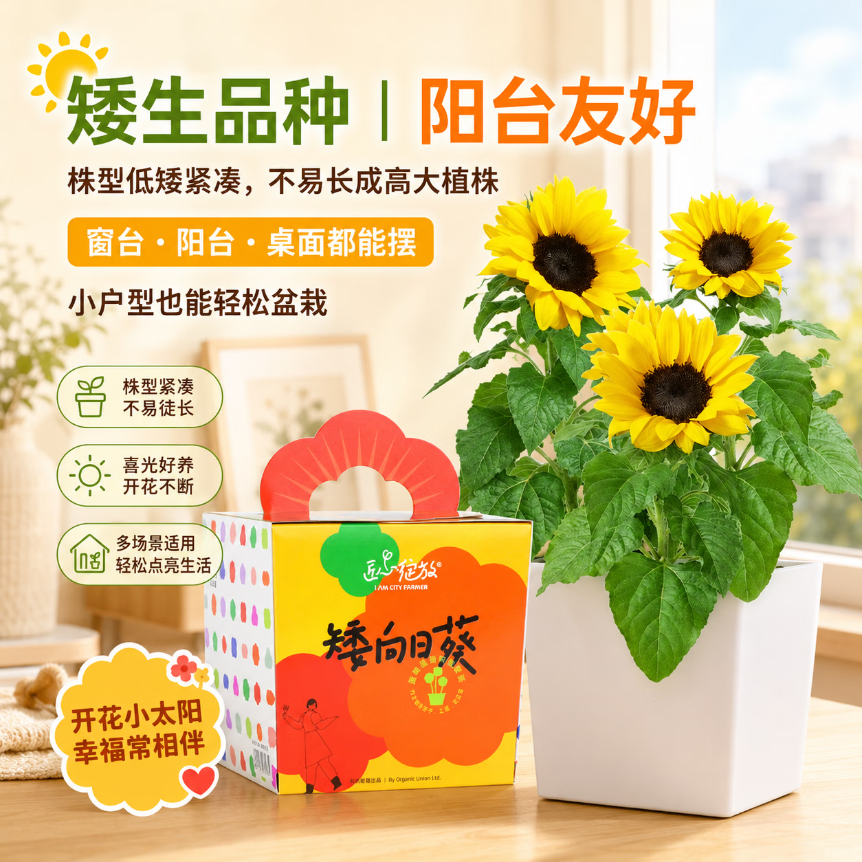 IAM City Farmer矮向日葵DIY儿童种植小盆栽种子植物盆栽幼儿园绿植趣味观察 【矮生向日葵】套装 含盆含土含种子
