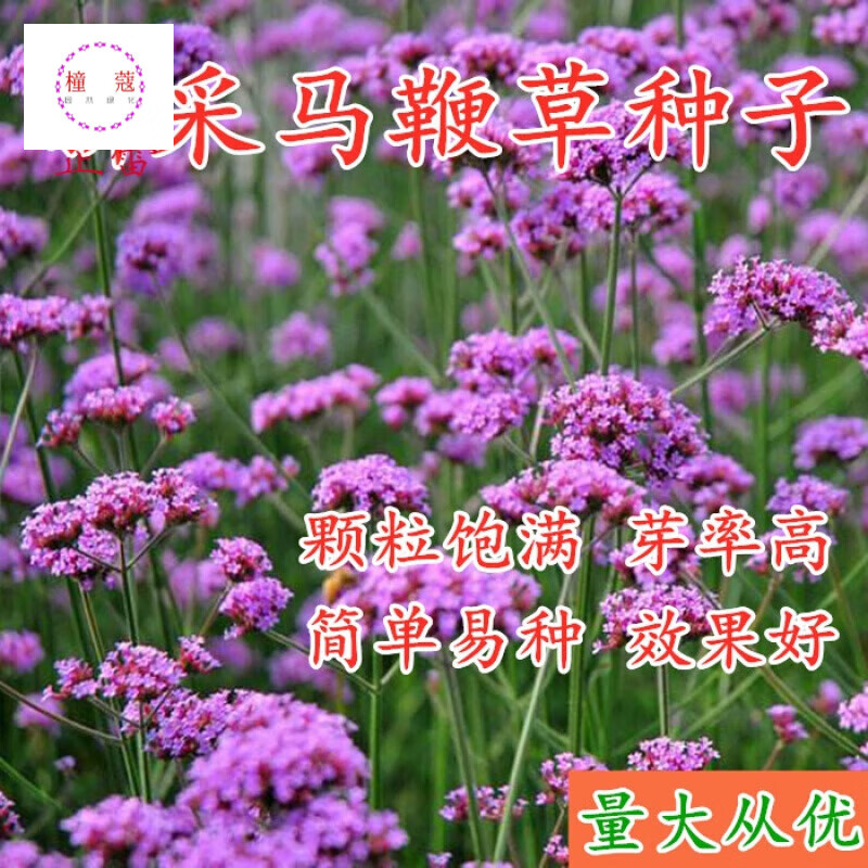 柳叶马鞭草种子多年生草花种子四季庭院园林景观绿化 花海种籽子 宽叶