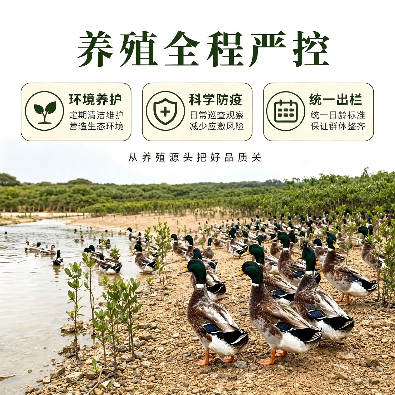 钦小鲜北部湾散养海麻鸭海边滩涂散养现杀现发青头海鸭净膛发货顺丰冷链 【海麻鸭】4-4.5斤/只 现杀现发
